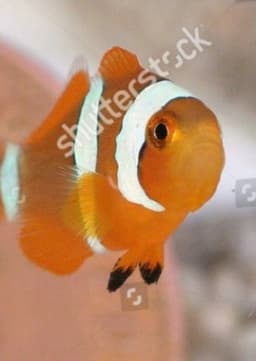 Nemo