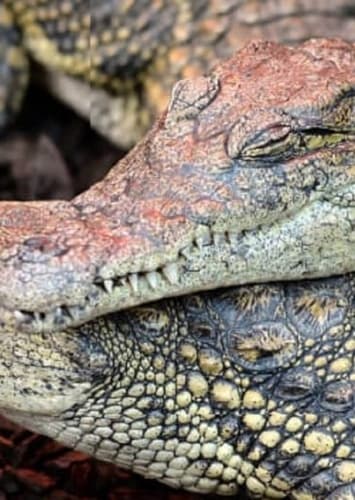 Nile Crocodile
