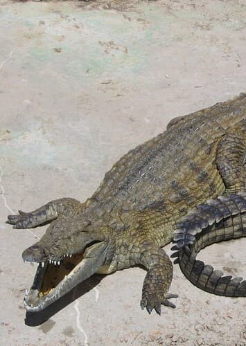 Nile Crocodile