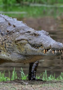Nile Crocodile