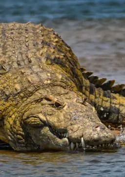 Nile Crocodile
