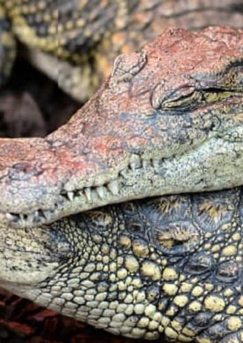 Nile Crocodile