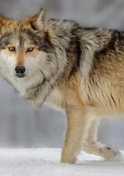 Northwestern Wolf
