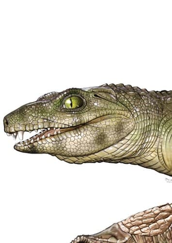 Notosuchus