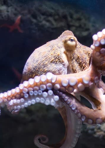 Octopus