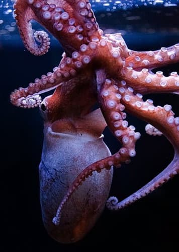 Octopus (Generic)