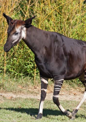 Okapi
