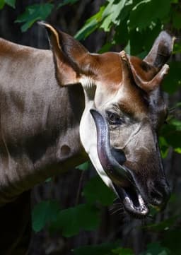 Okapi