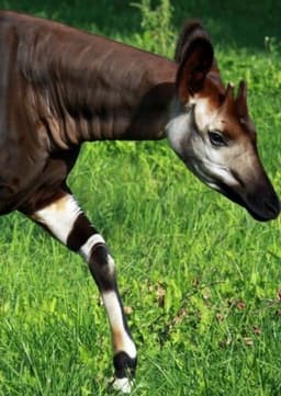 Okapi