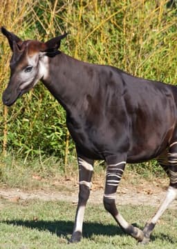 Okapi