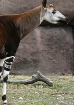 Okapi