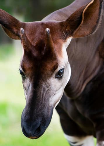 Okapi