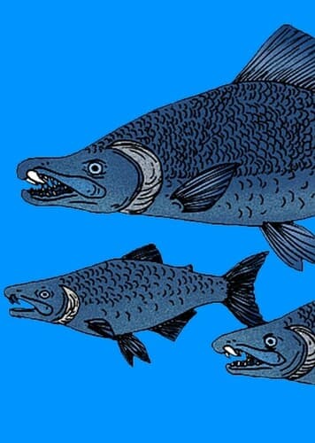 Oncorhynchus rastrosus