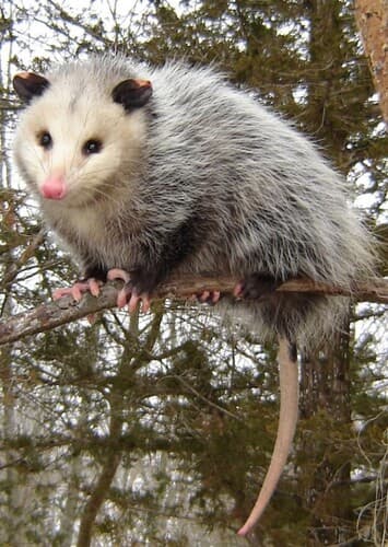 Opossum