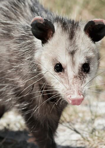 Opossum