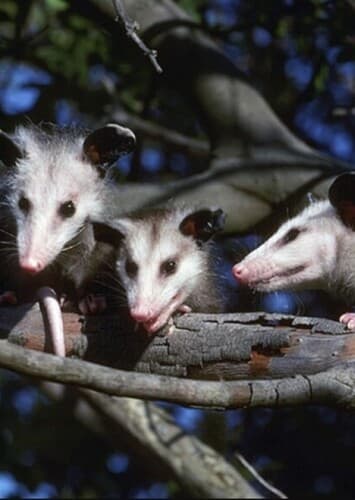 Opossums
