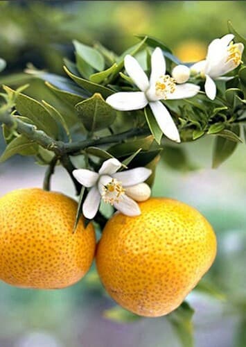 Orange Blossom