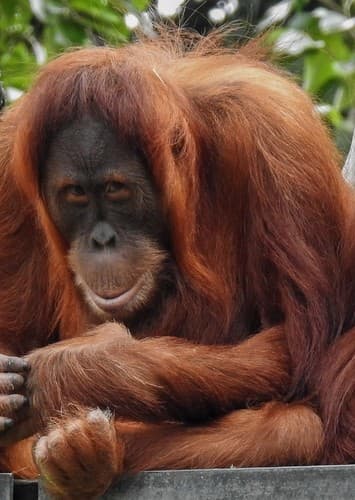 Orangutan