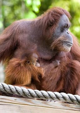 Orangutan