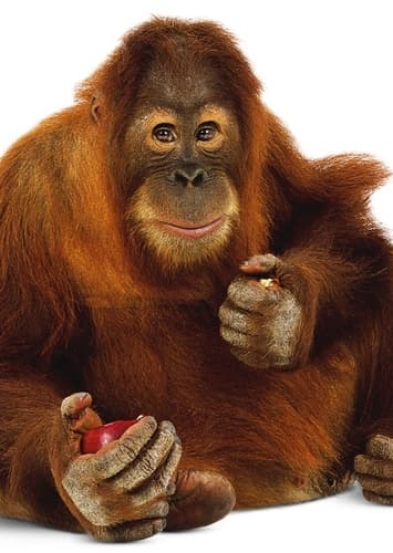 Orangutan