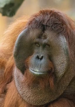 Orangutan