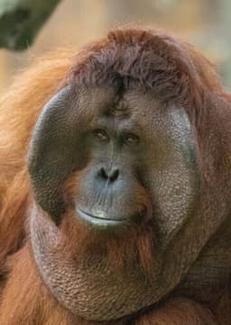 Orangutan