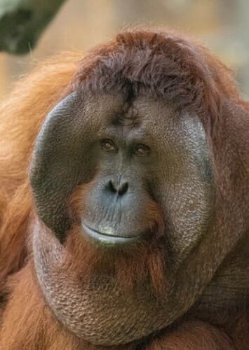 Orangutan
