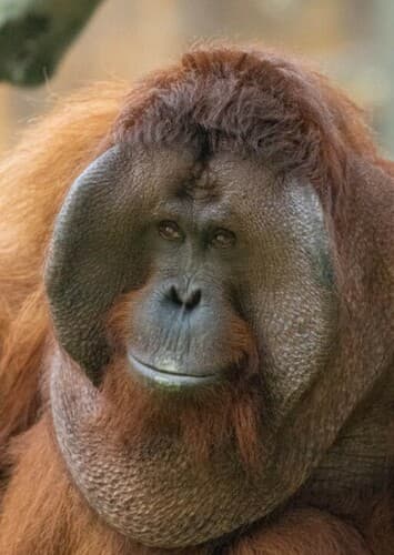 Orangutan