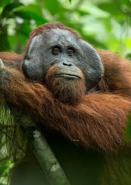 Orangutan