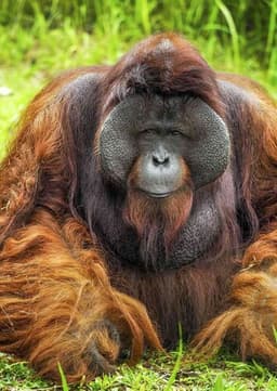 Orangutan
