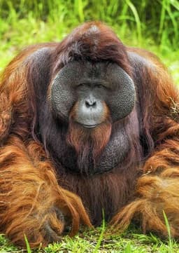 Orangutan