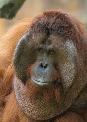 Orangutan
