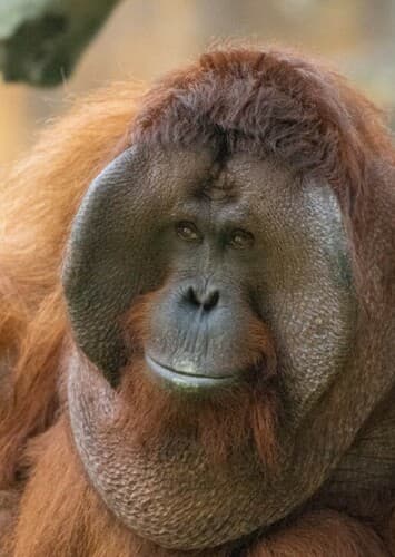 Orangutan