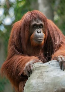 Orangutan
