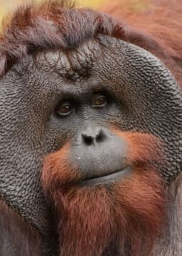 Orangutan