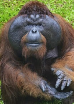 Orangutan