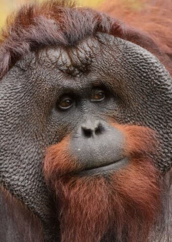 Orangutan