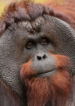 Orangutan