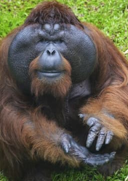 Orangutan