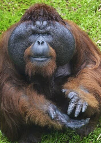 Orangutan