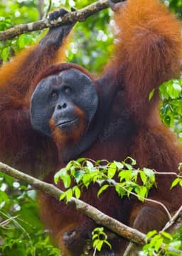 Orangutan