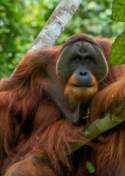 Orangutan