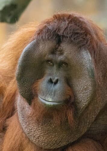 Orangutan