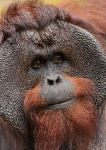 Orangutan