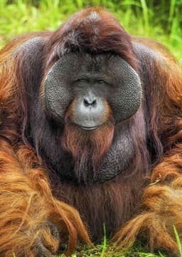 Orangutan