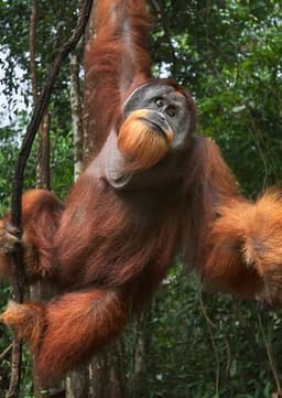 Orangutan