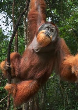 Orangutan