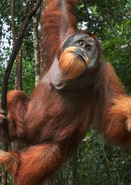 Orangutan