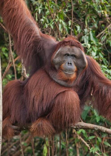 Orangutan