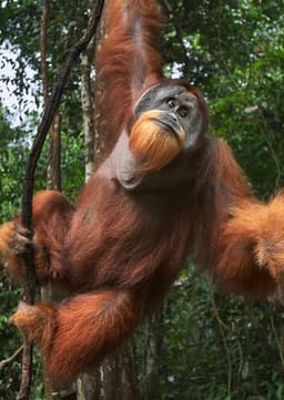 Orangutan